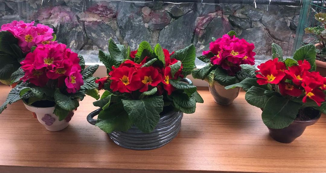 desain pot bunga keramik untuk ruangan 01 » Desain Pot Bunga Keramik yang Unik Untuk Dekorasi Ruangan Rumah Anda